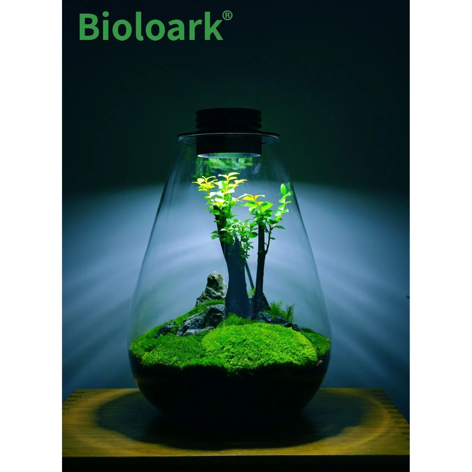 BIOLOARK - Tear Drop Terrarium (SD-175 / SD-200)